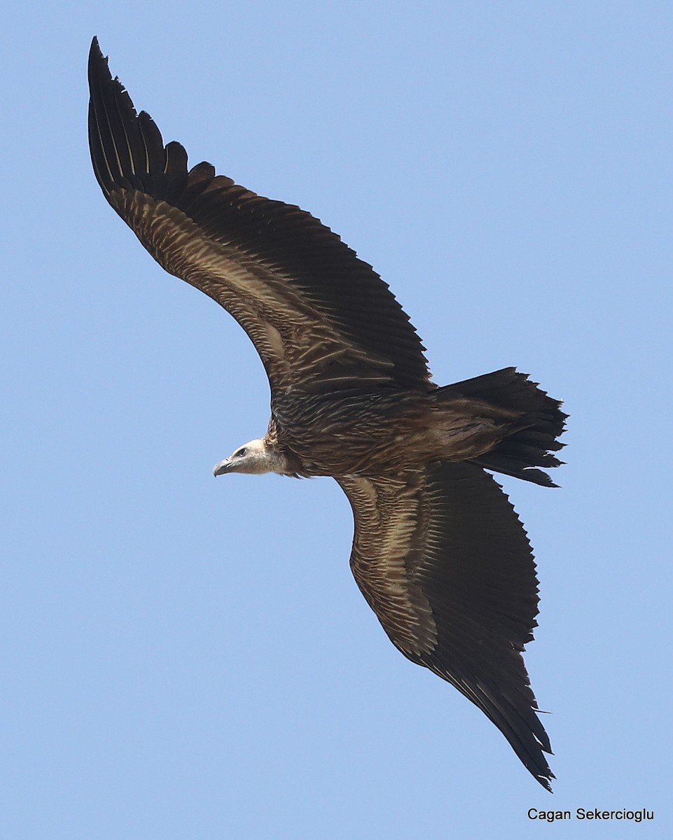 Himalayan Griffon - ML159735391