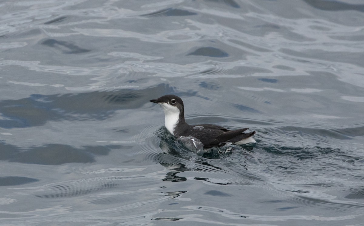 Scripps's Murrelet - ML159735661