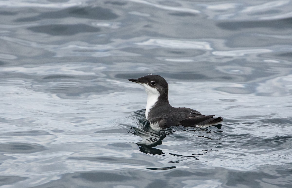 Scripps's Murrelet - Alex Abela