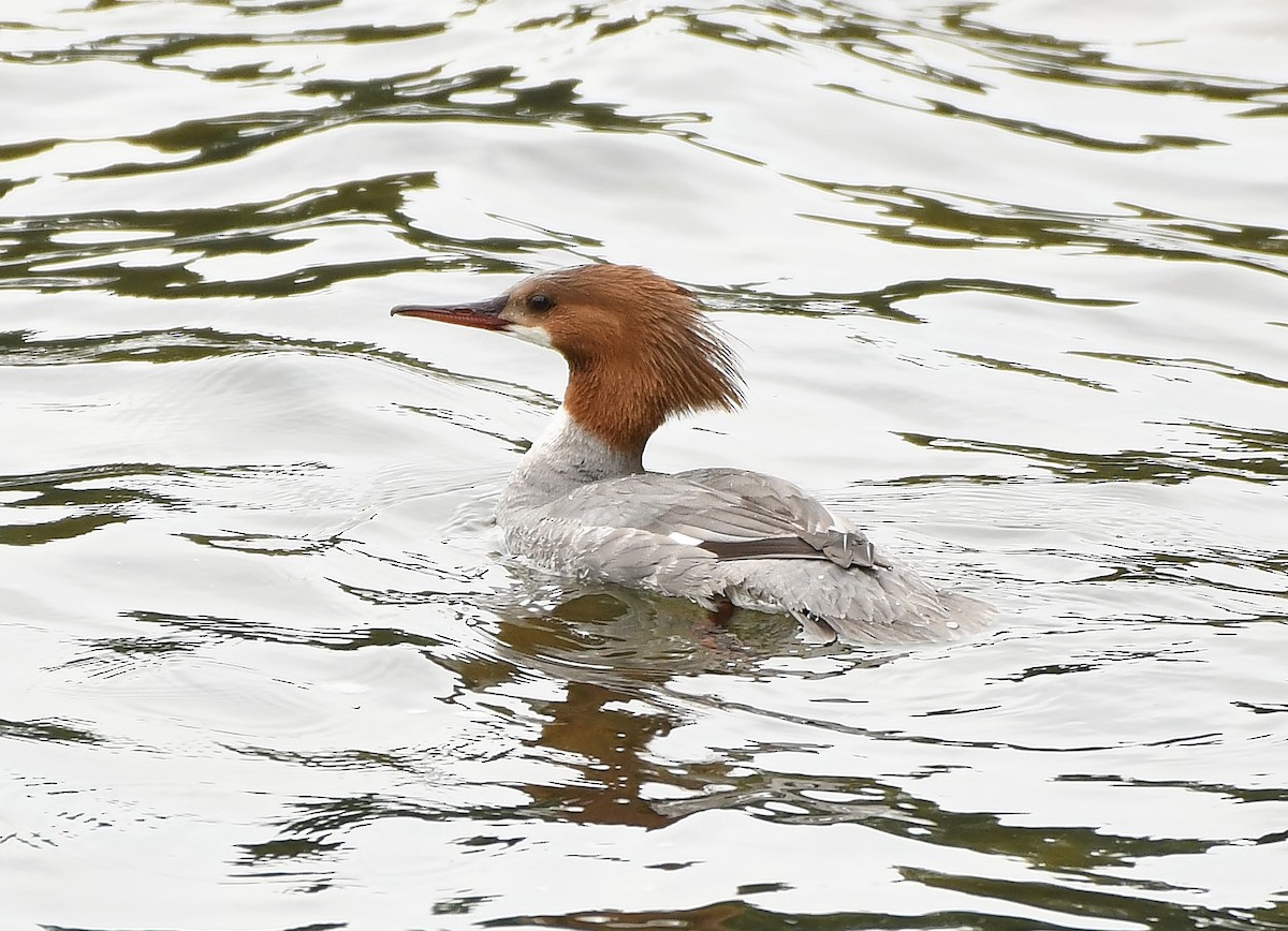 Common Merganser (North American) - ML159735941