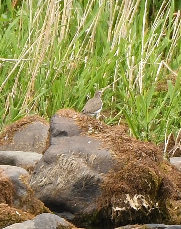 Spotted Sandpiper - ML159735961