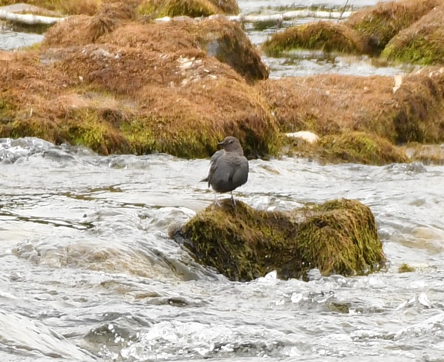 American Dipper - ML159736011