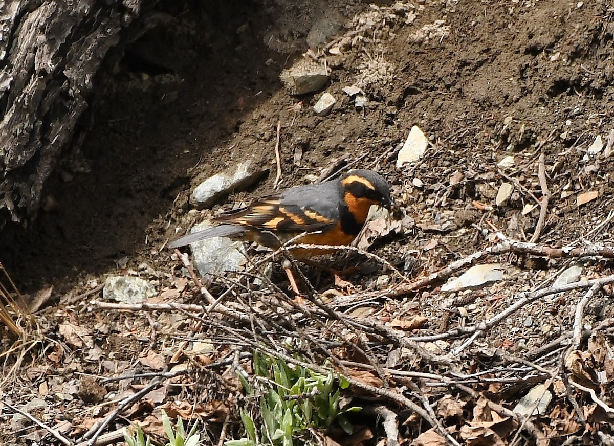 Varied Thrush - ML159736081