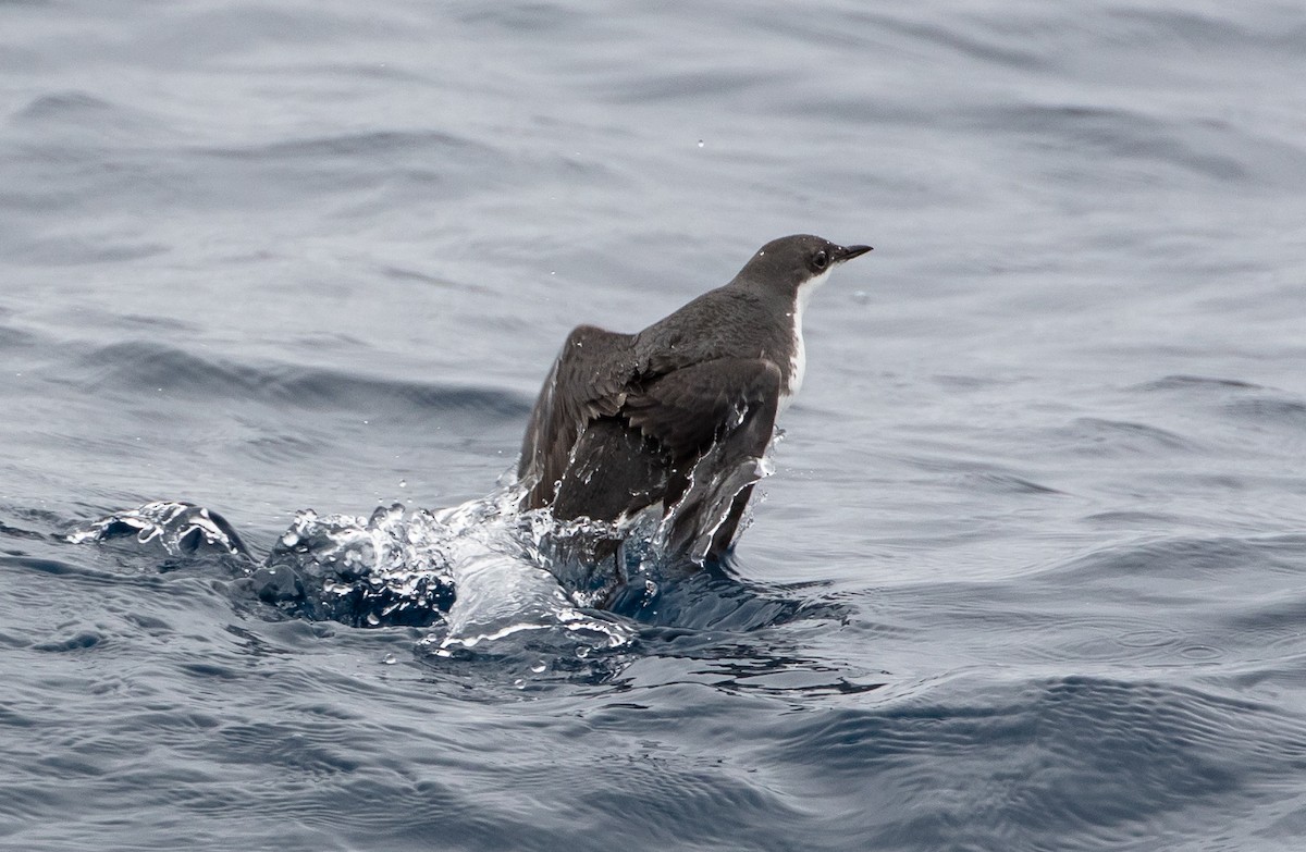 Scripps's Murrelet - ML159736691