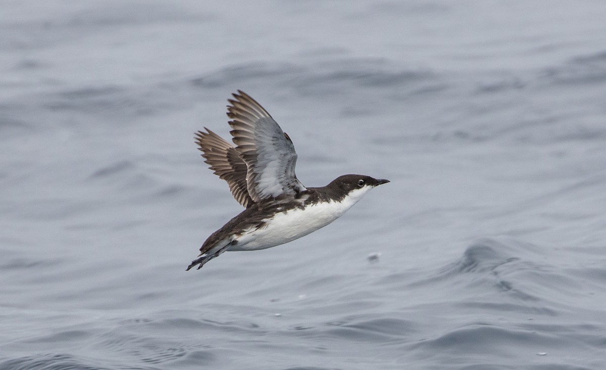 Scripps's Murrelet - ML159736711