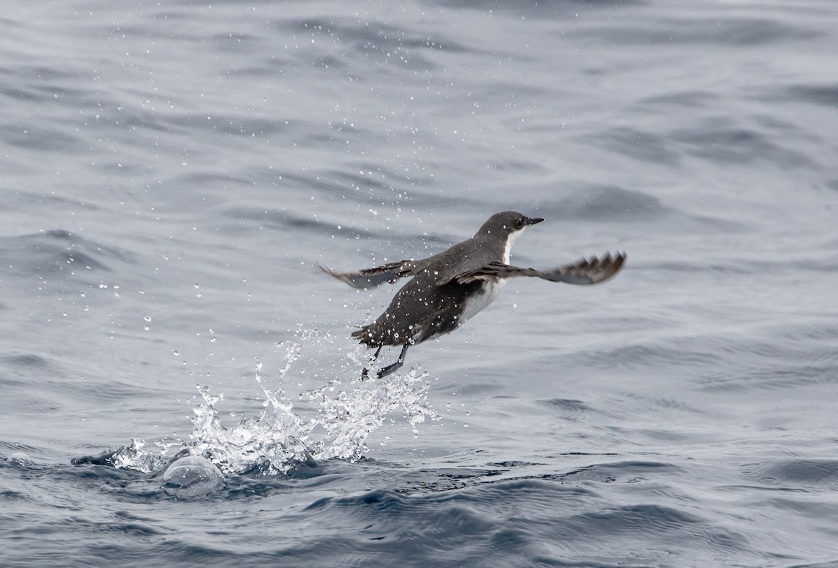 Scripps's Murrelet - ML159736721