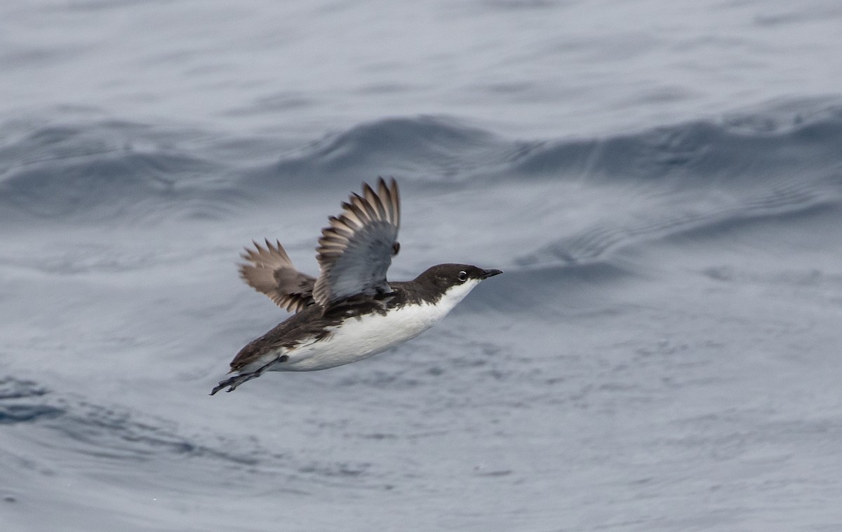 Scripps's Murrelet - ML159737561