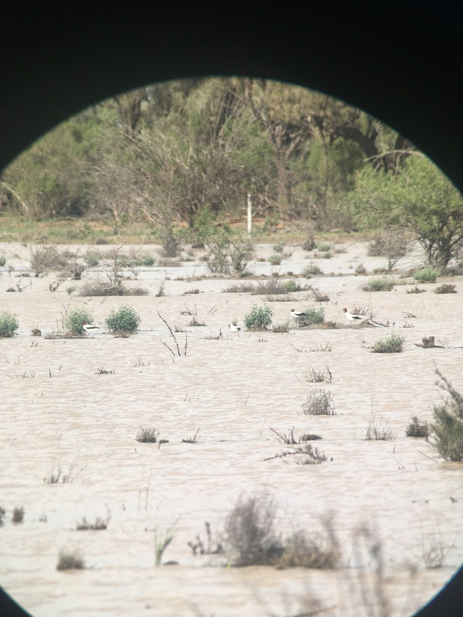 Red-necked Avocet - Alec Hopping