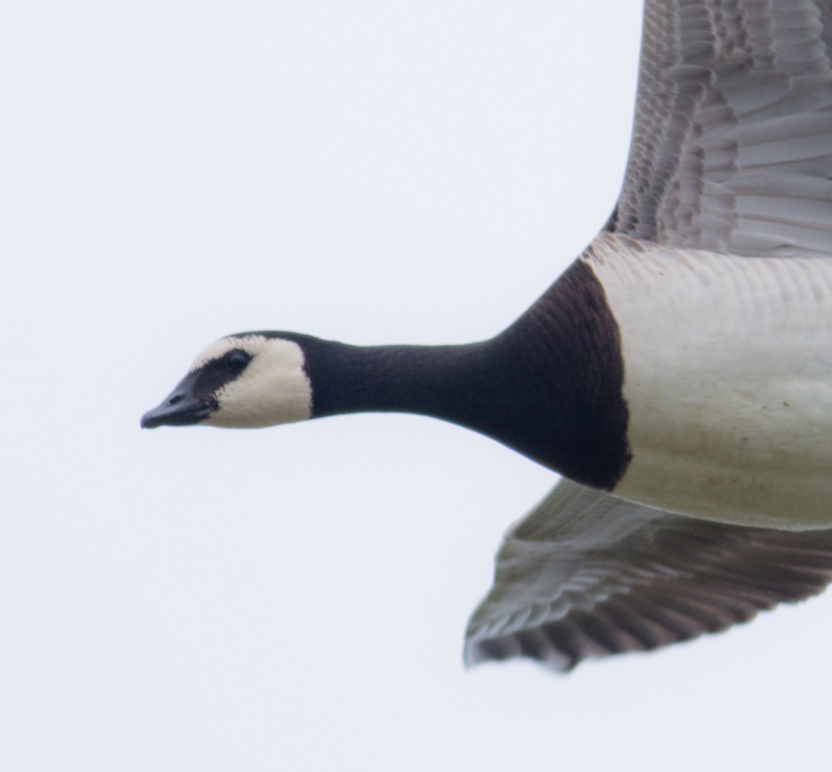 Barnacle Goose - ML159738541