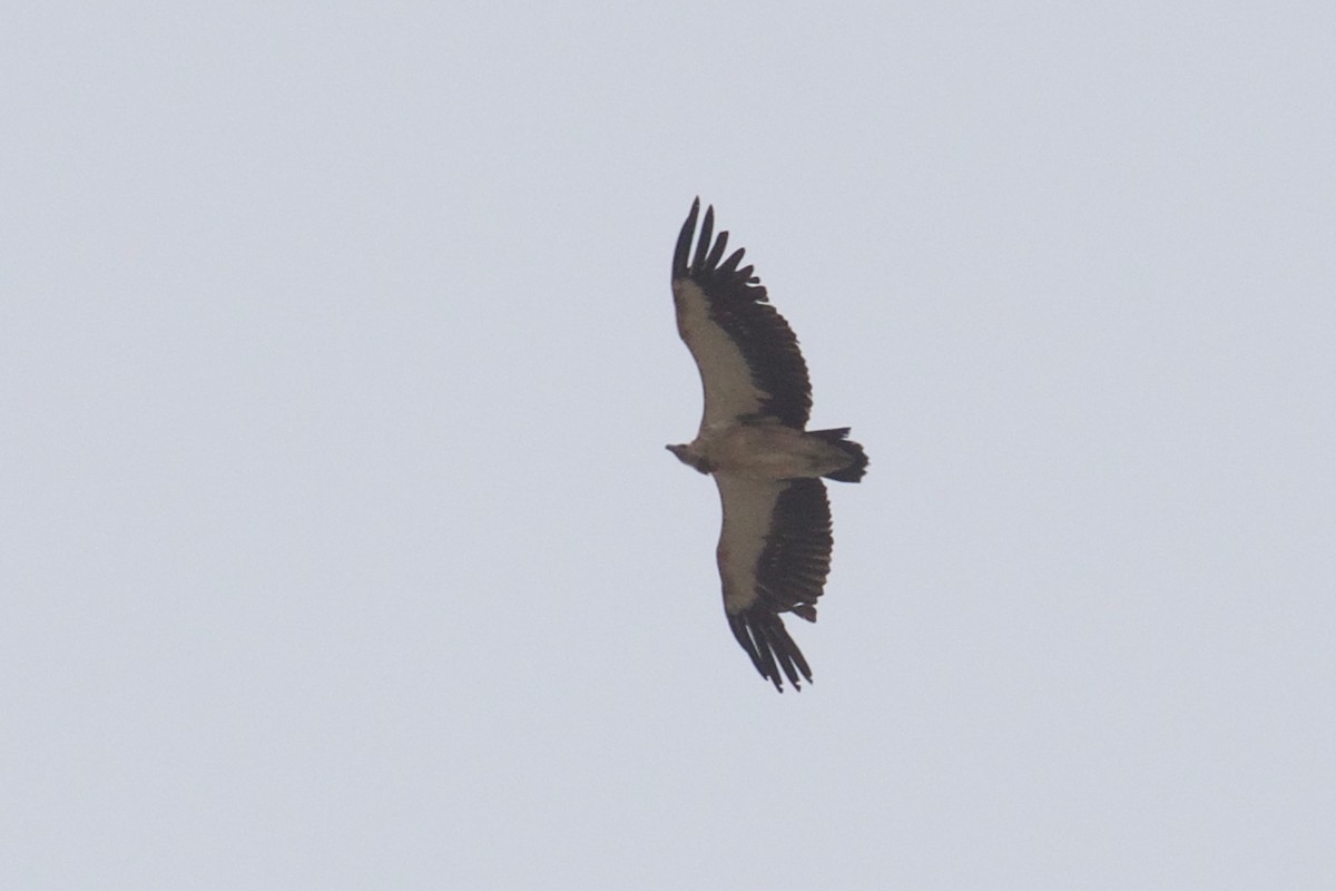 Himalayan Griffon - Qin Huang