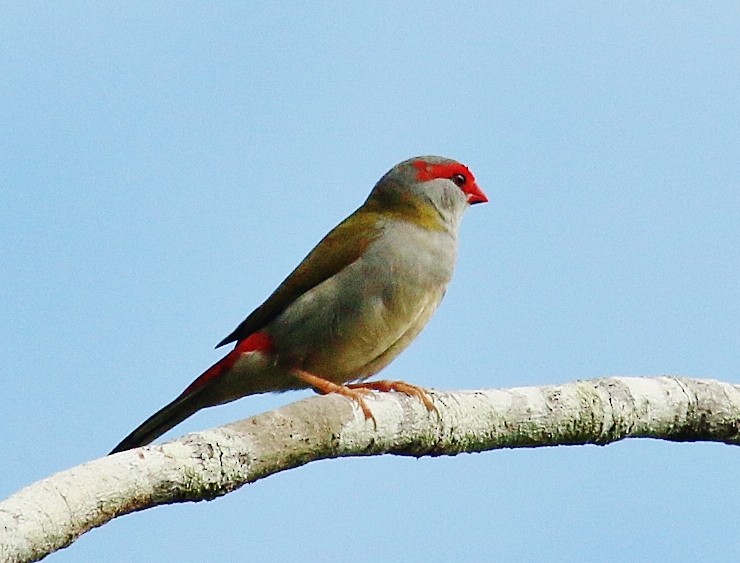 Red-browed Firetail - ML159740441