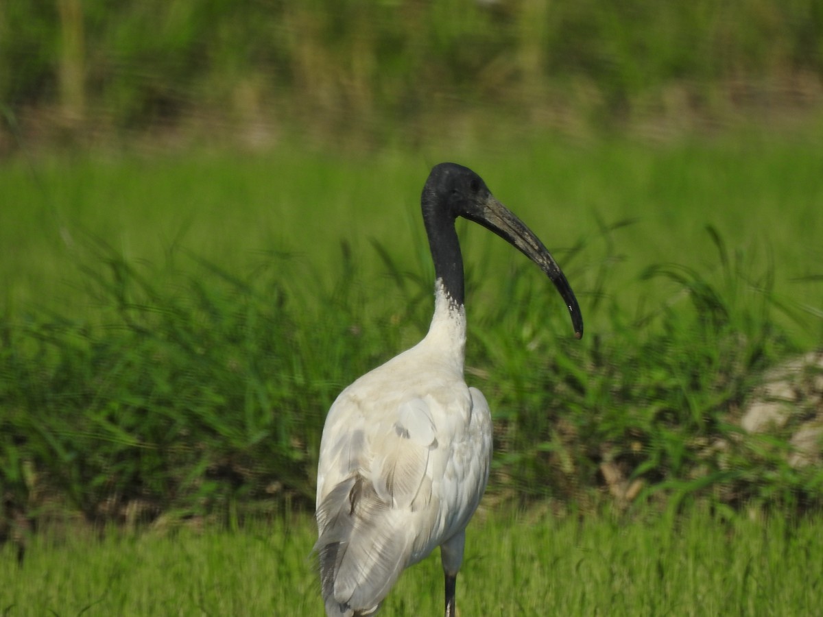 Black-headed Ibis - Zayar Soe