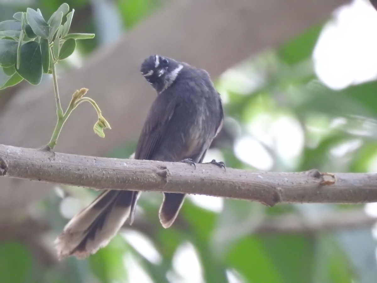 White-throated Fantail - Zayar Soe