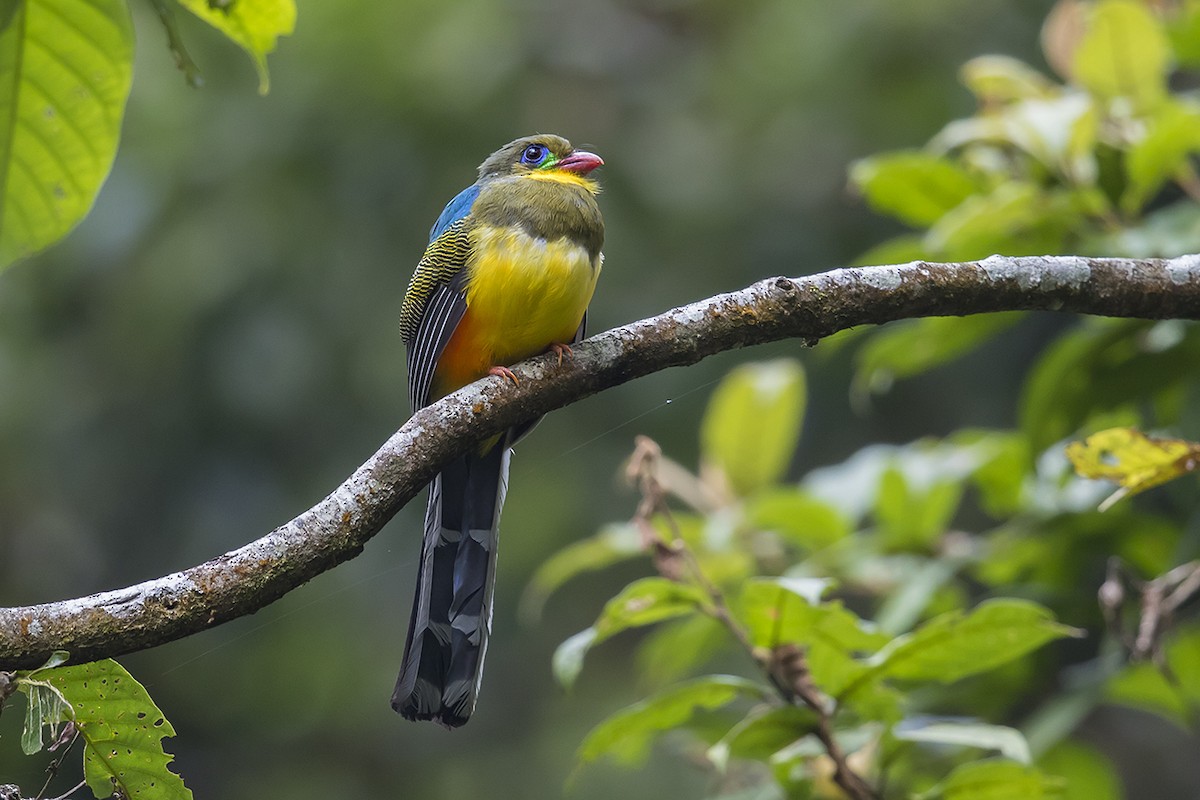 Javan Trogon - Matthew Kwan
