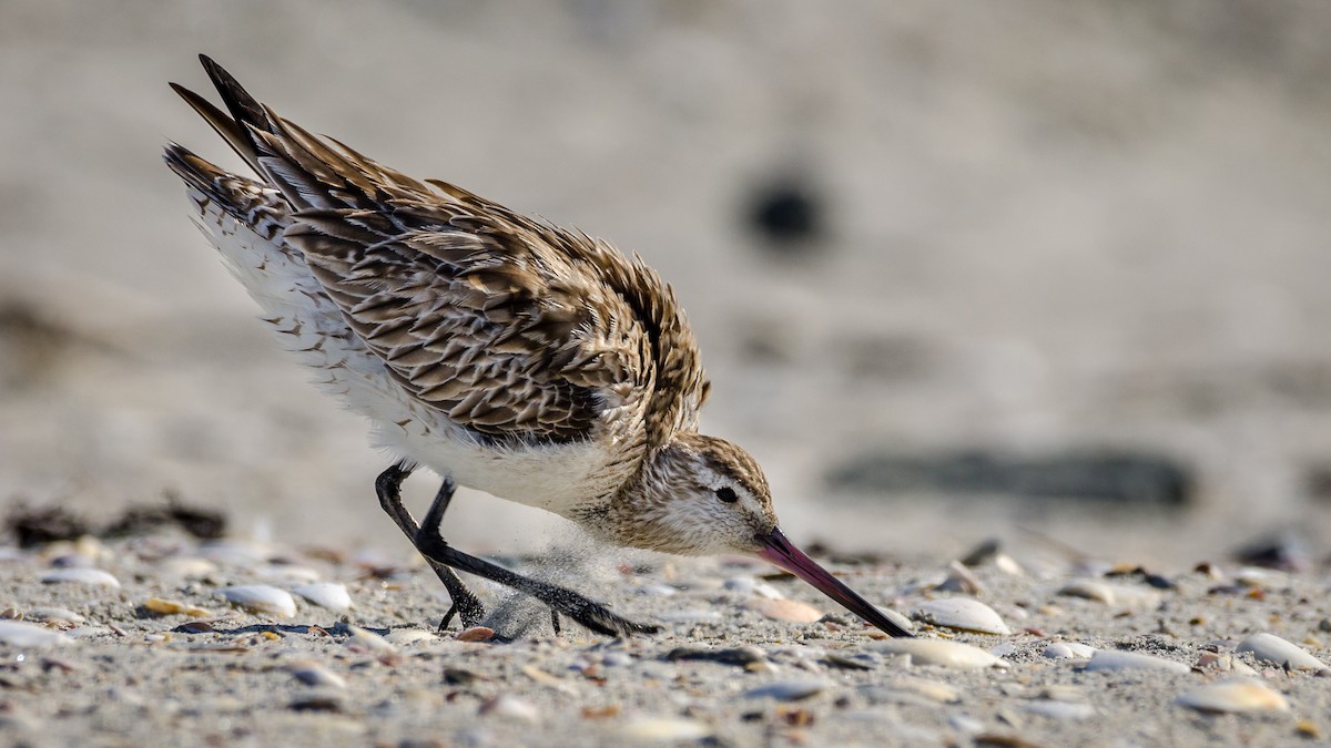 Bar-tailed Godwit - ML159742971