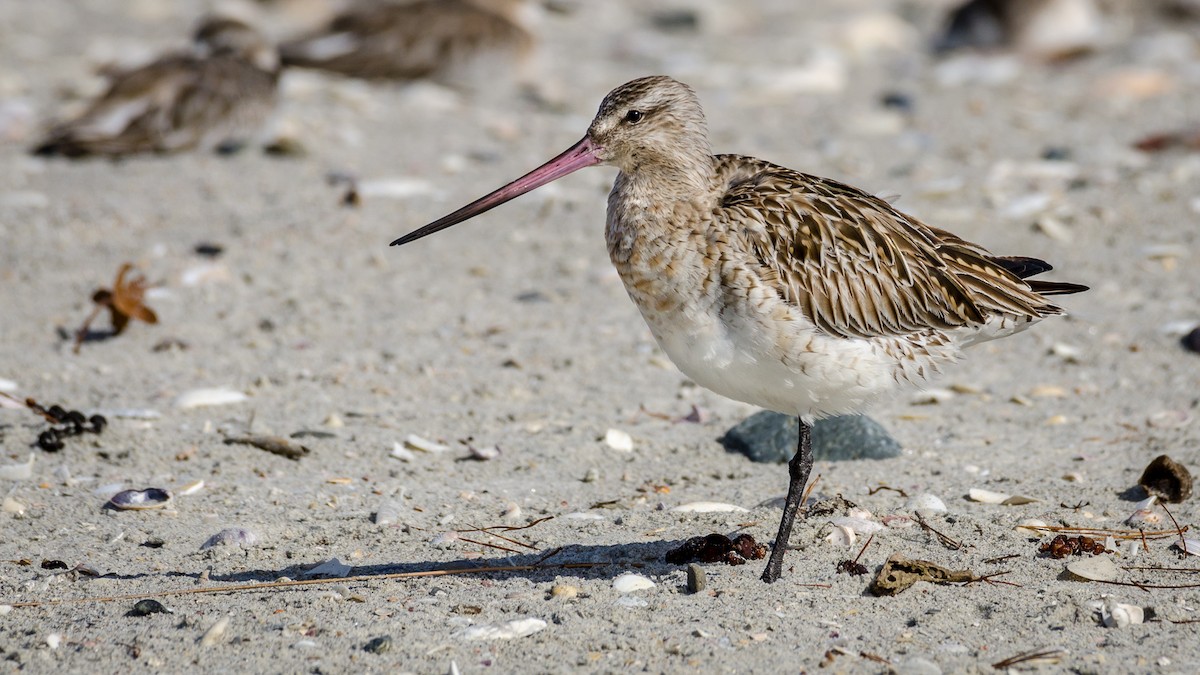 Bar-tailed Godwit - ML159743011