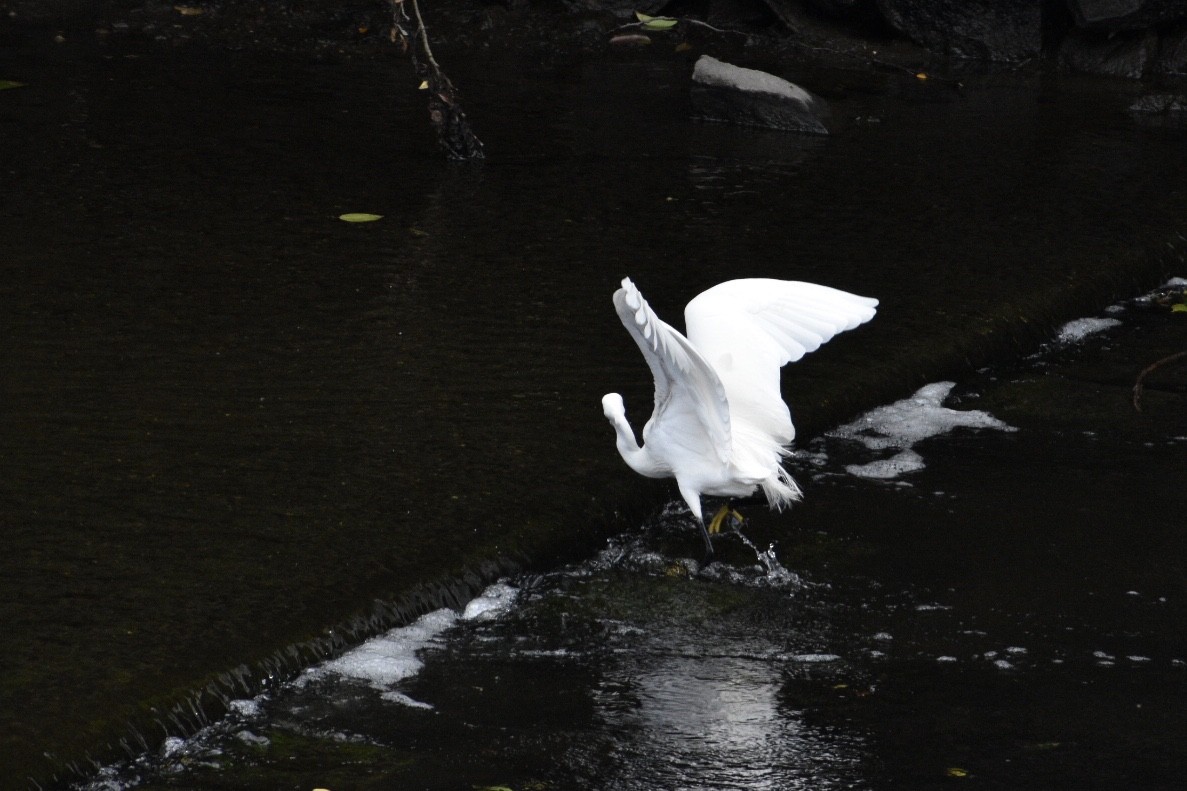 Little Egret - ML159743071