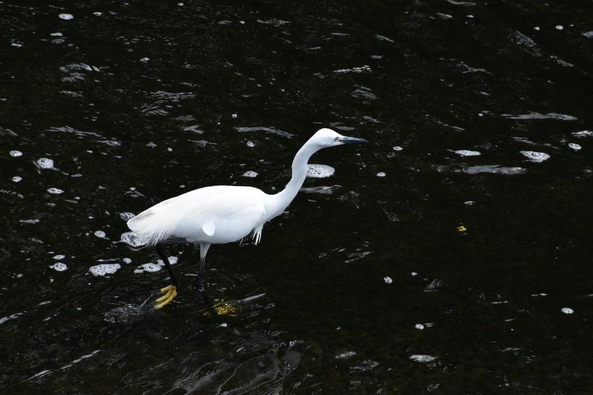 Little Egret - Wind K