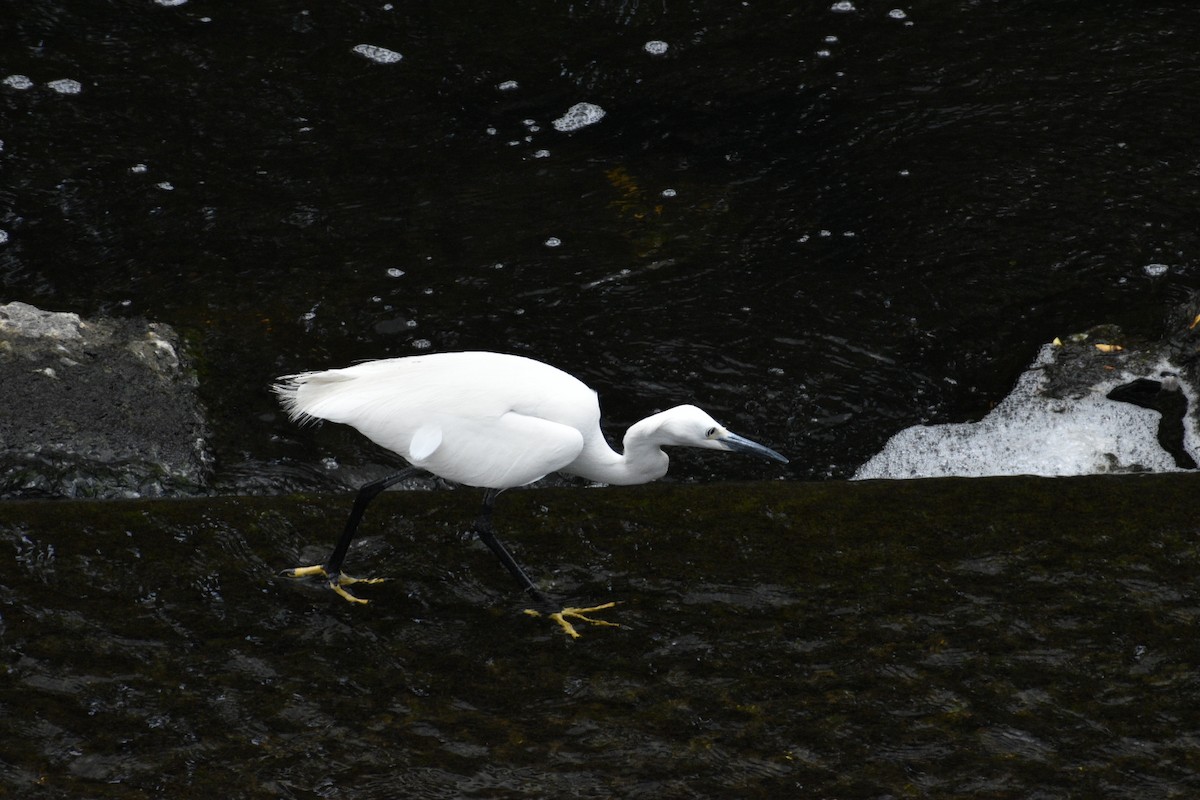 Little Egret - ML159743091