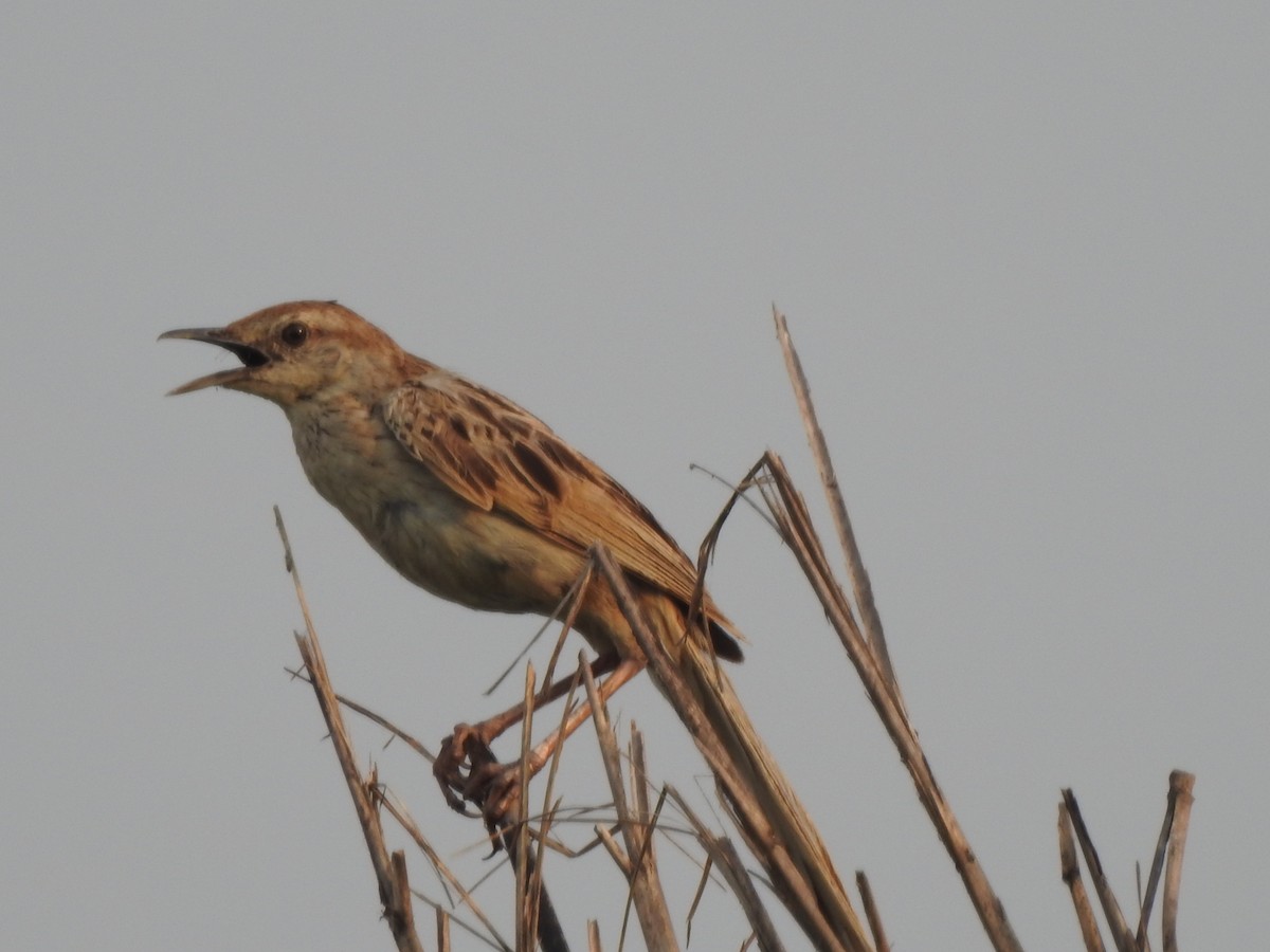 Striated Grassbird - ML159743161