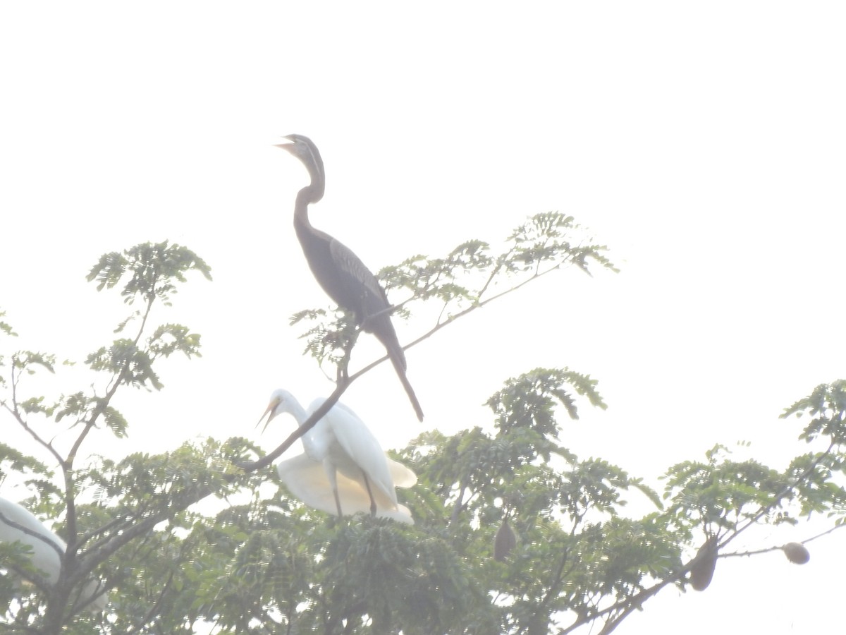 Anhinga Asiática - ML159743311