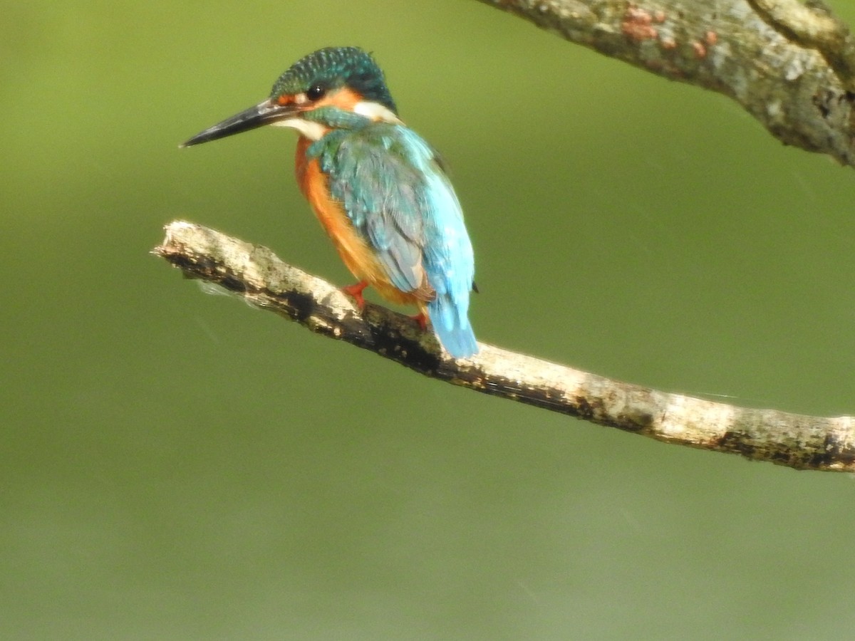 Martin-pêcheur d'Europe - ML159743331