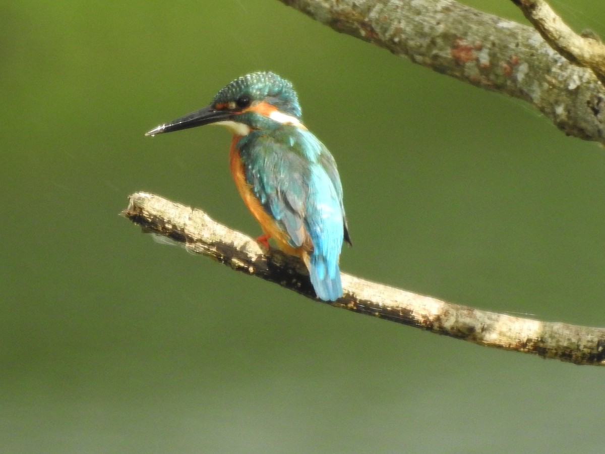 Martin-pêcheur d'Europe - ML159743341