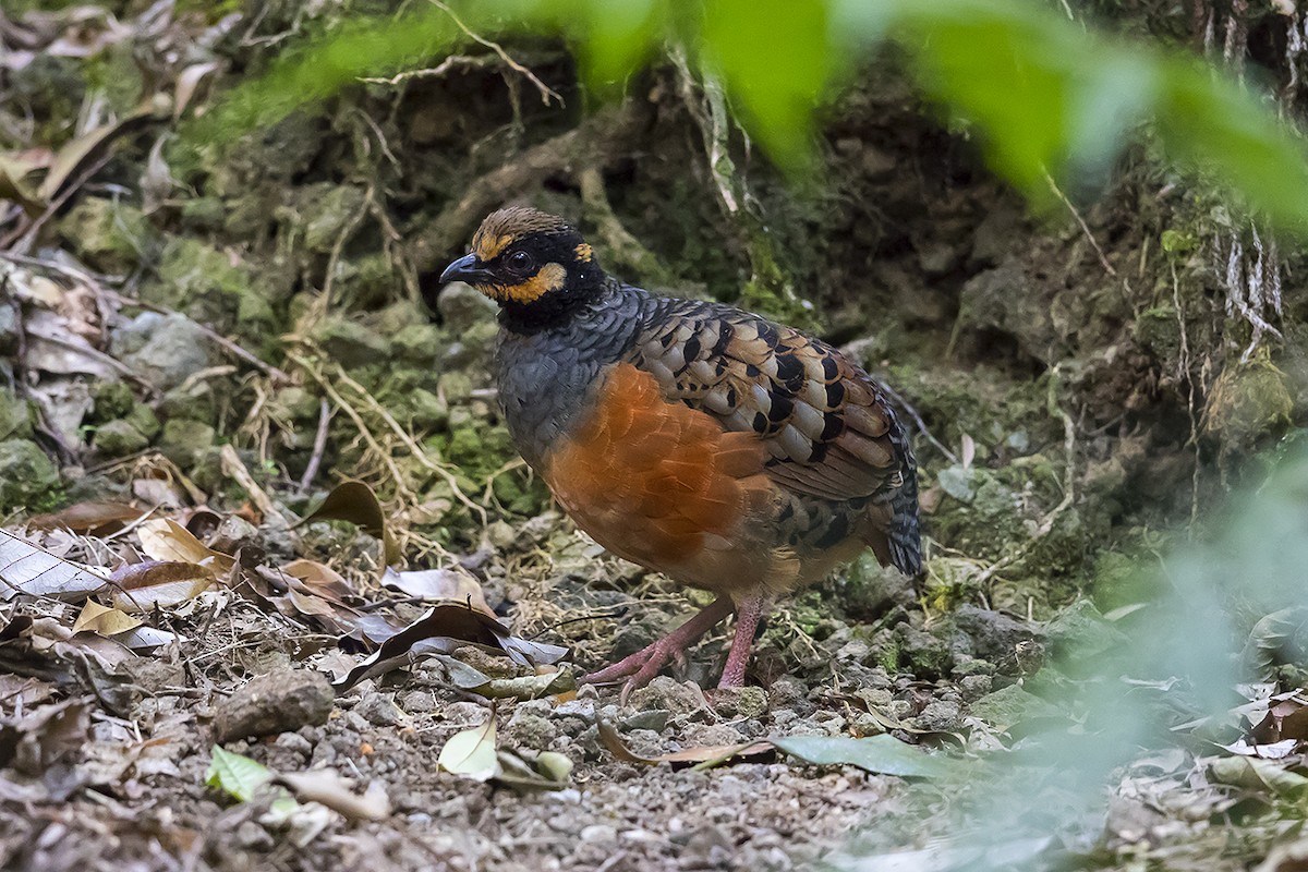 Chestnut-bellied Partridge - Matthew Kwan