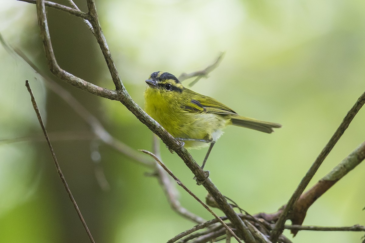 Mountain Leaf Warbler - ML159743641