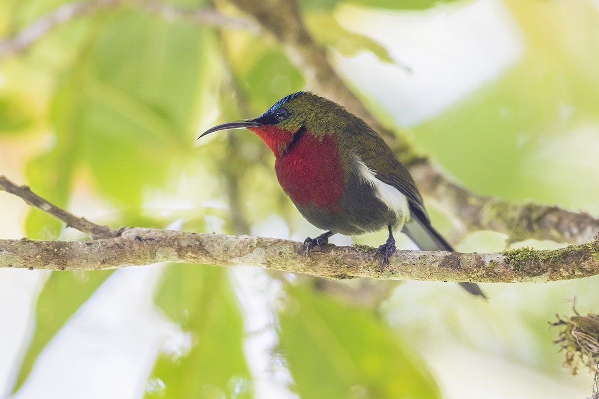 White-flanked Sunbird - ML159743901