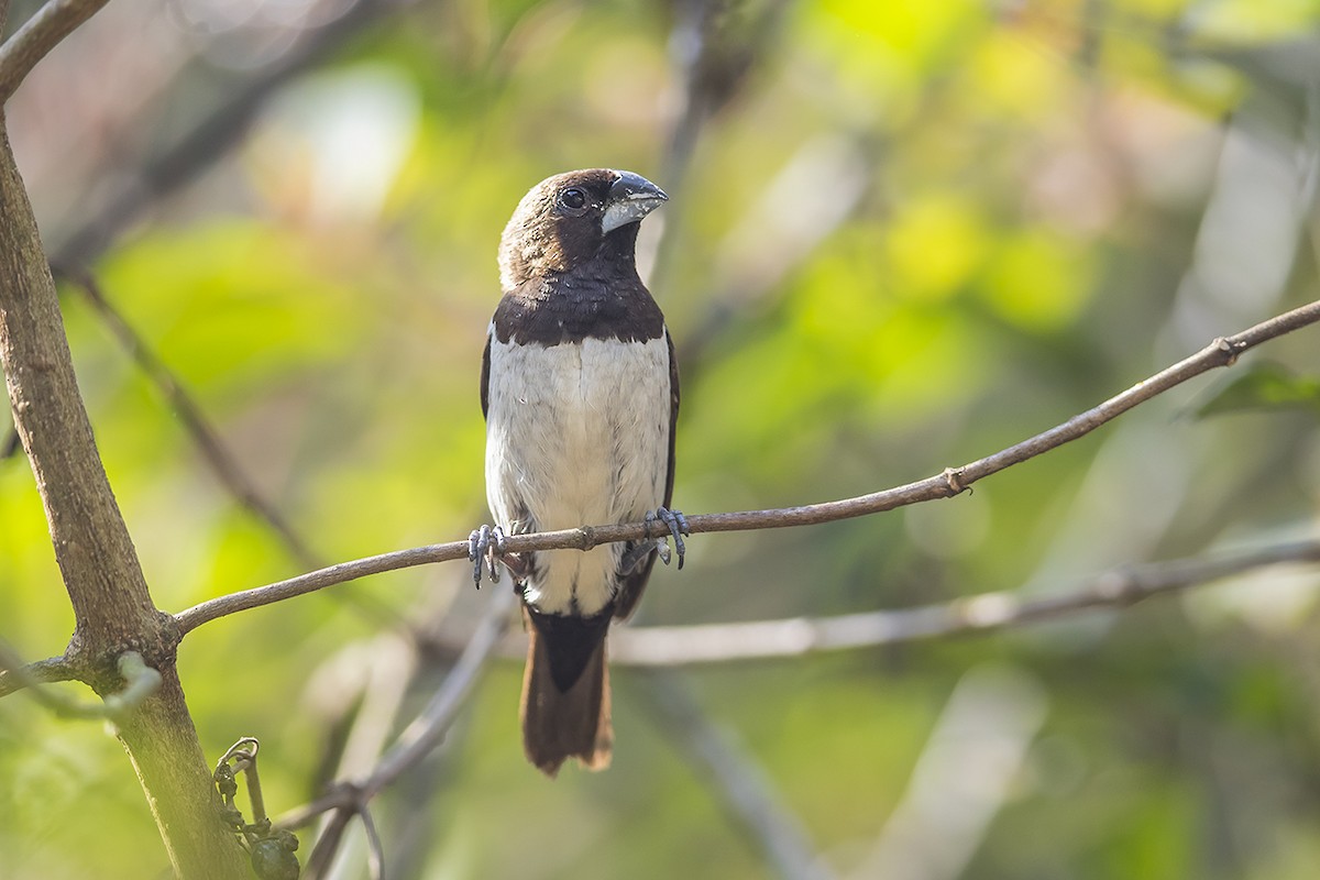 Javan Munia - ML159744411