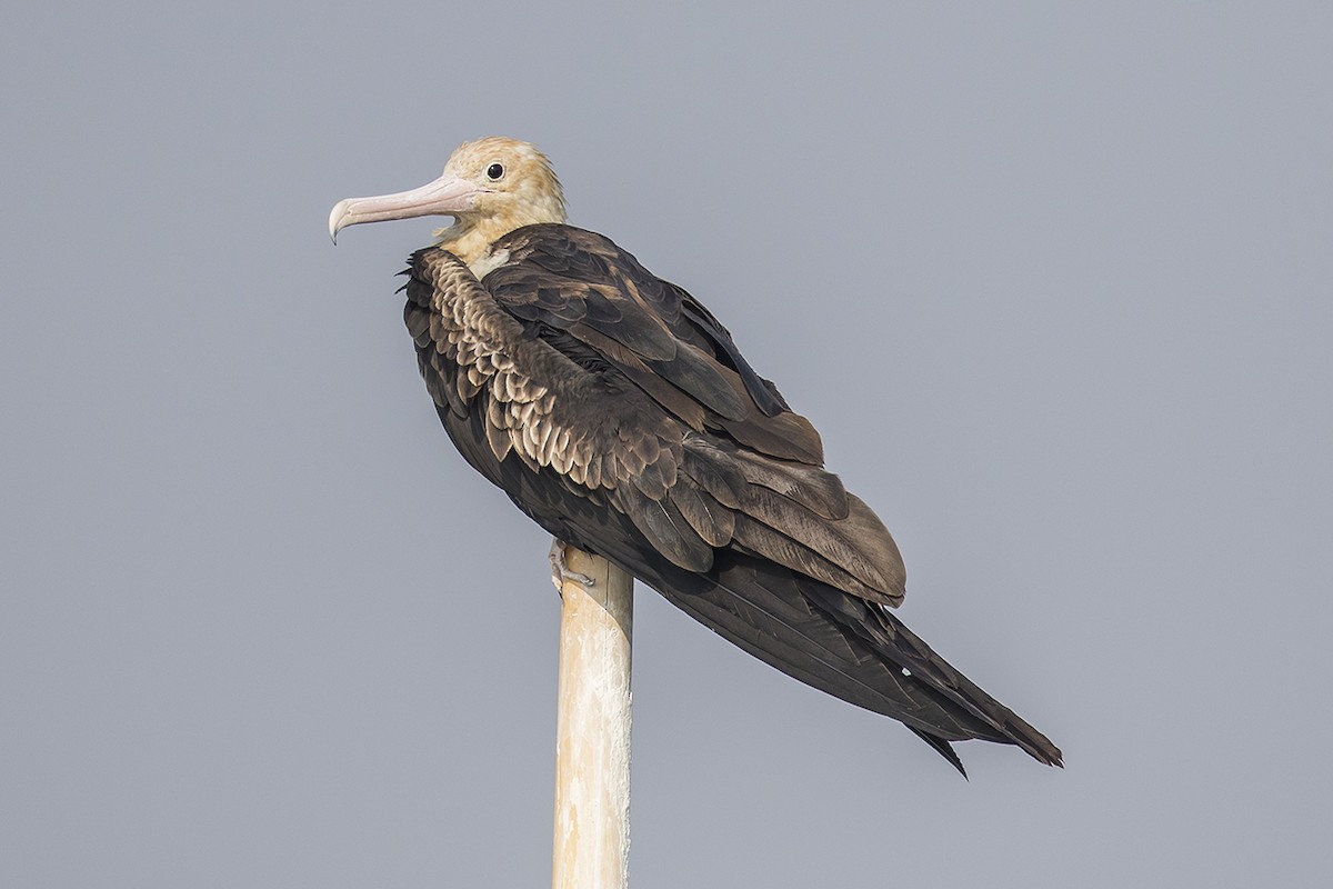 Christmas Island Frigatebird - ML159744681