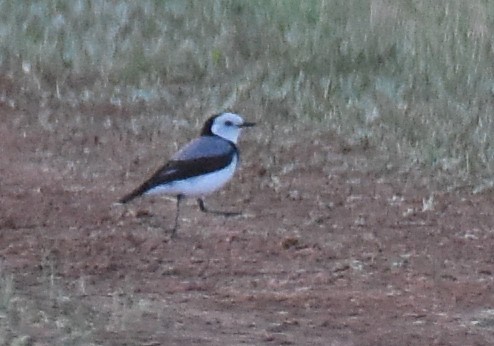 White-fronted Chat - Jason Vassallo