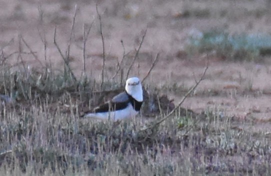 White-fronted Chat - ML159745201