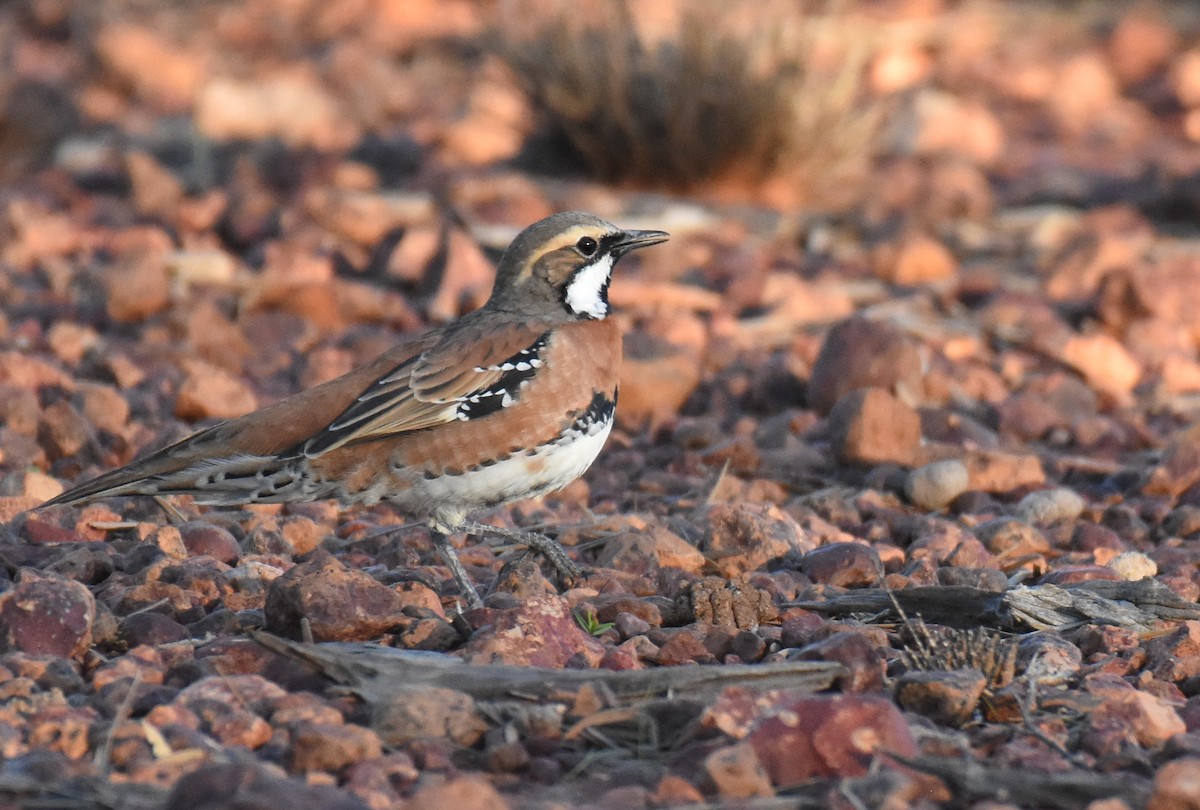 Chestnut-breasted Quail-thrush - ML159745581