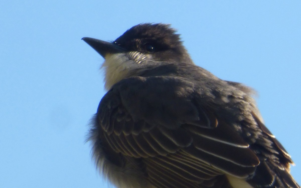 Eastern Kingbird - ML159746541