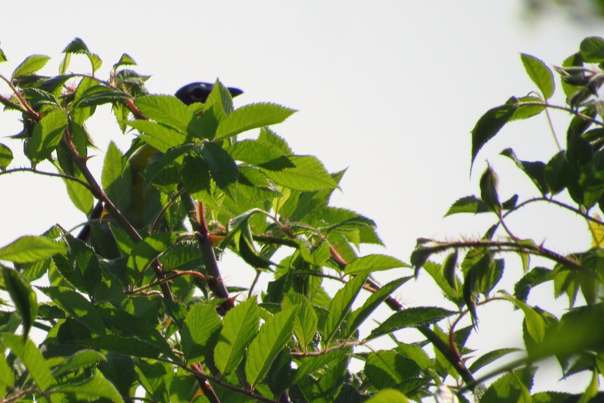 Yellow-breasted Chat - ML159748391