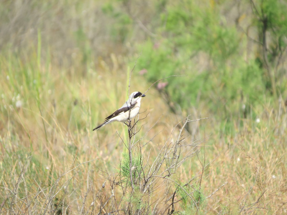 Lesser Gray Shrike - ML159749571