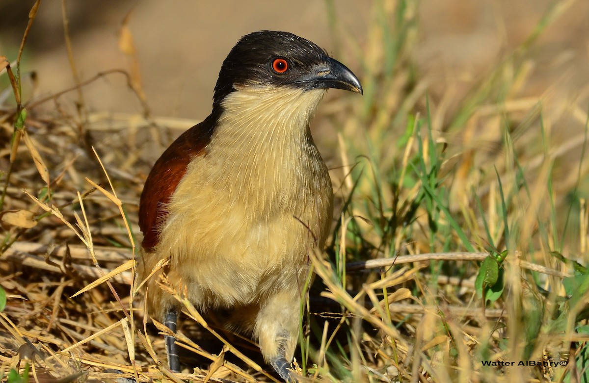 Coucal du Sénégal - ML159749641