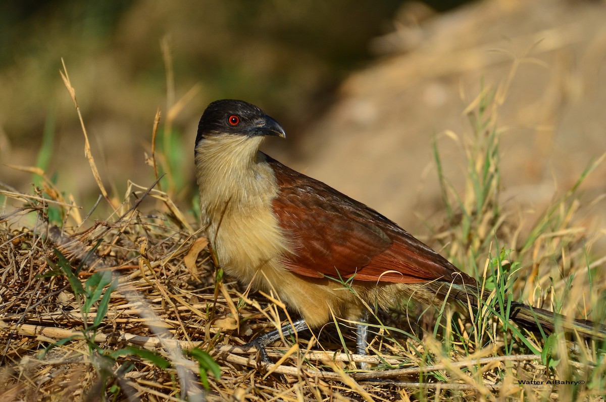 Coucal du Sénégal - ML159749651