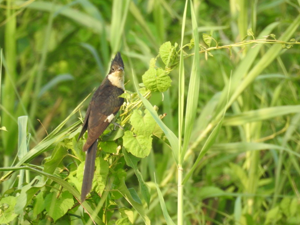 斑翅鳳頭鵑 - ML159750051