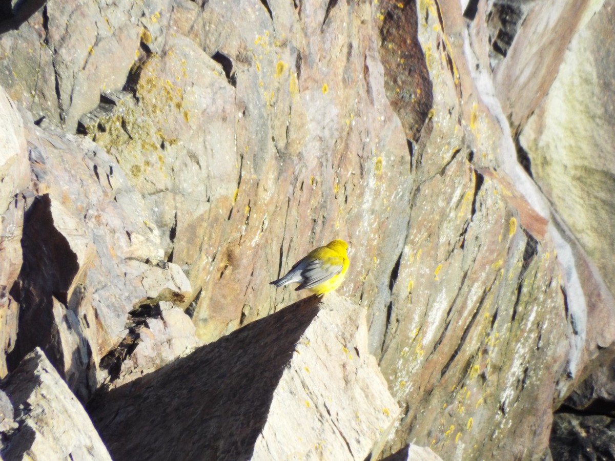 Prothonotary Warbler - ML159750821