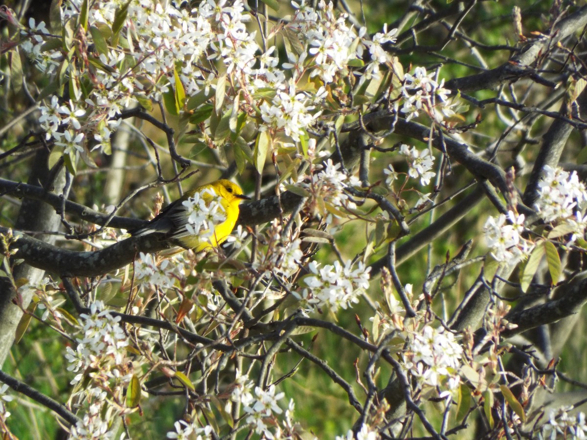 Prothonotary Warbler - ML159750871