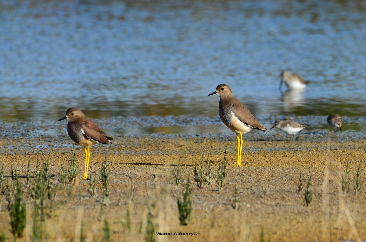 White-tailed Lapwing - Watter AlBahry