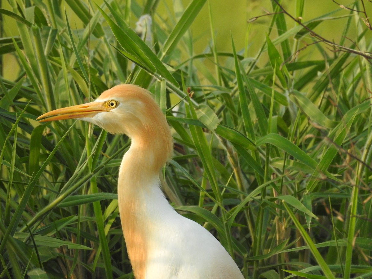 Eastern Cattle Egret - Induchoodan A Sreedharan