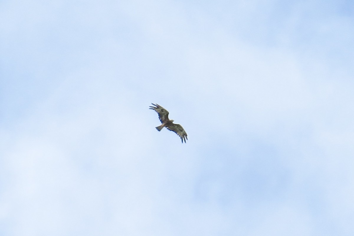Square-tailed Kite - ML159751901