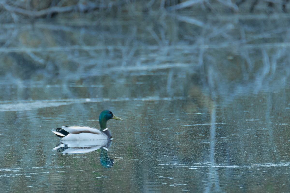 Mallard - ML159752051