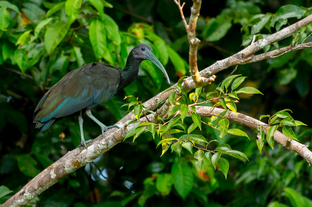 Green Ibis - Joao Quental JQuental