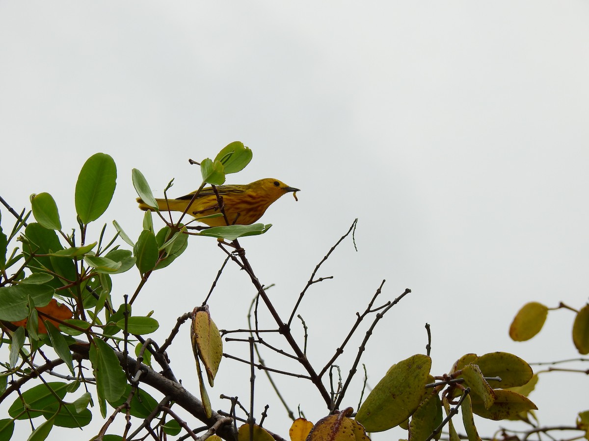 Northern/Mangrove Yellow Warbler - ML159752861