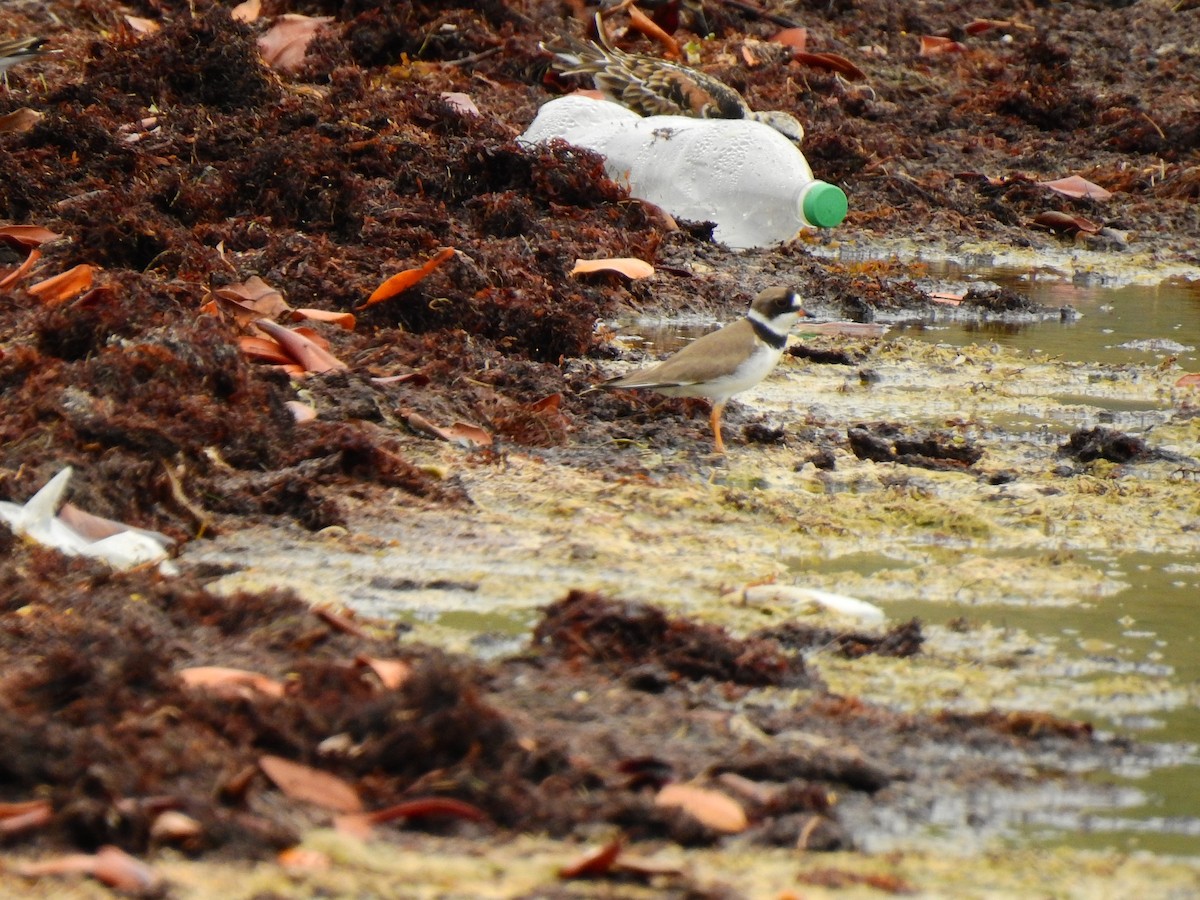 Semipalmated Plover - ML159753091